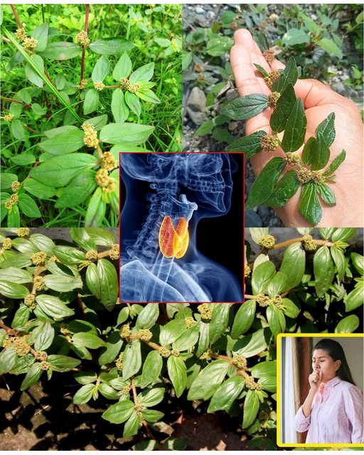 6 Remarkable Benefits of Euphorbia Hirta for Health and Healing
