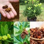 10 Benefits of Anise: Why You Should Grow It at Home