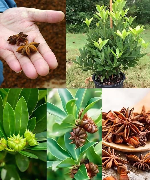 10 Benefits of Anise: Why You Should Grow It at Home