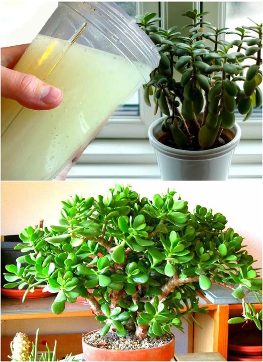 Winter feeding of the money tree, which makes the plant strong and stimulates flowering