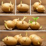The brilliant trick to prevent potatoes from sprouting at home