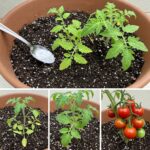 Never plant tomatoes in the garden without this: throw a handful into the ground
