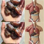 What happens if you start eating two dates every day while peeing?