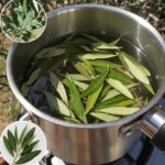 The Benefits of Olive Leaves: A Treasure of Nature
