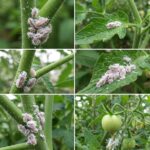 Get Rid of Mealybugs on Your Plants Forever: 5 Natural Pesticides