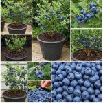 Blueberries, with this very simple trick I can grow them at home without stopping | I haven’t bought any in years.