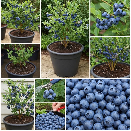 Blueberries, with this very simple trick I can grow them at home without stopping | I haven’t bought any in years.