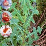 Lactuca Serriola: The Power of Prickly Lettuce That Grows Everywhere