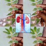 The Health Benefits of Euphorbia Thymifolia: A Powerful Yet Overlooked Herb 