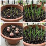How to Grow Garlic in Pots and Have an Endless Supply