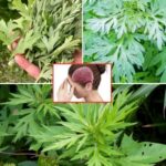  Can Mugwort Help You Sleep Better? Unlock the Calming Powers of This Ancient Herb