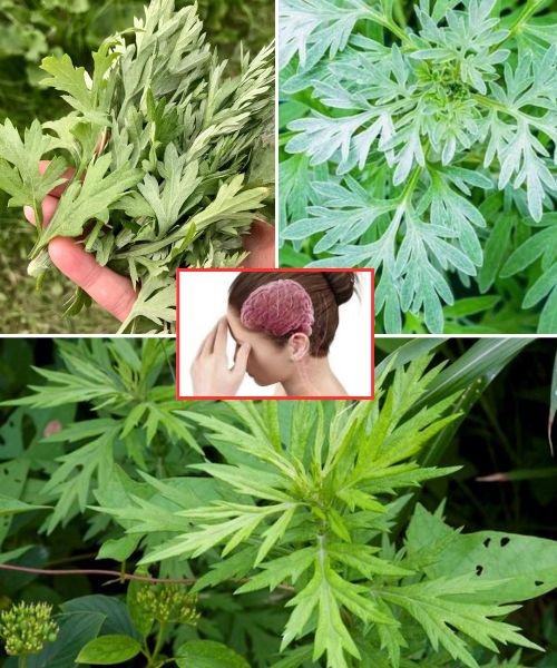  Can Mugwort Help You Sleep Better? Unlock the Calming Powers of This Ancient Herb