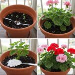 Geraniums: If you do this, you’re drying them out | This is the trick to strong leaves and abundant blooms