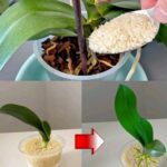 The secret of flowering plants: How 100g of rice changes the appearance of your flowers and leaves