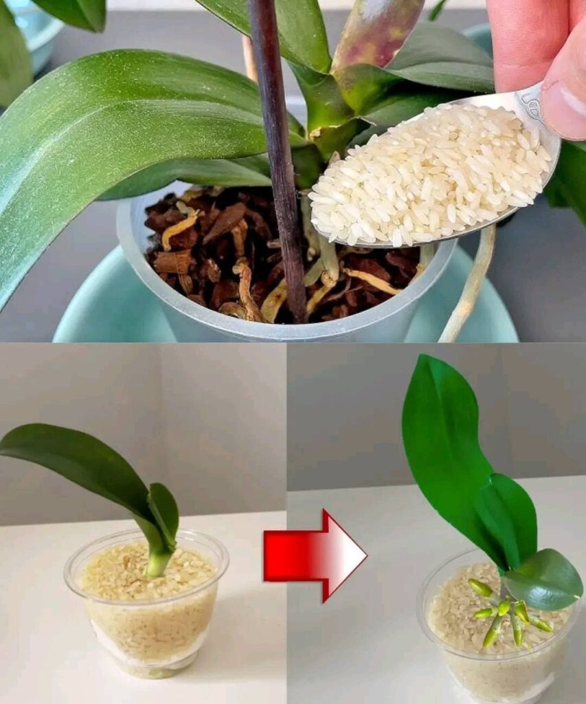 The secret of flowering plants: How 100g of rice changes the appearance of your flowers and leaves