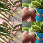 Why do the tips of the spider plant turn brown? Details in the first comment