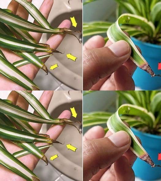 Why do the tips of the spider plant turn brown? Details in the first comment