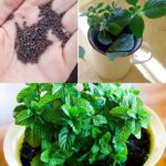 Grow your own mint in a cup: an aromatic and decorative solution for your home