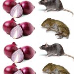 How do you keep rats away with onions?