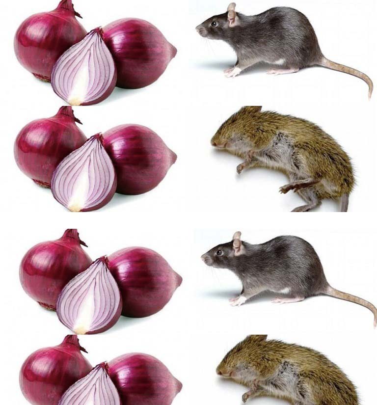 How do you keep rats away with onions?