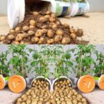 7 different planting methods for potato cultivation