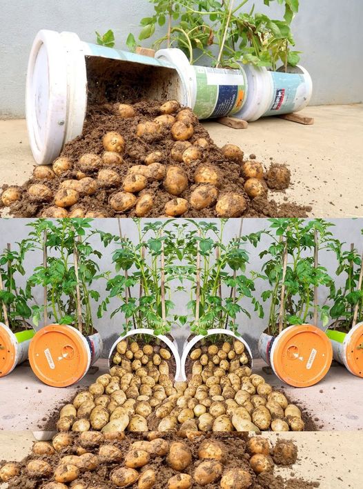 7 different planting methods for potato cultivation