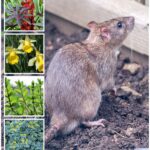 Get rid of rats from your house with plants: A natural and ecological solution