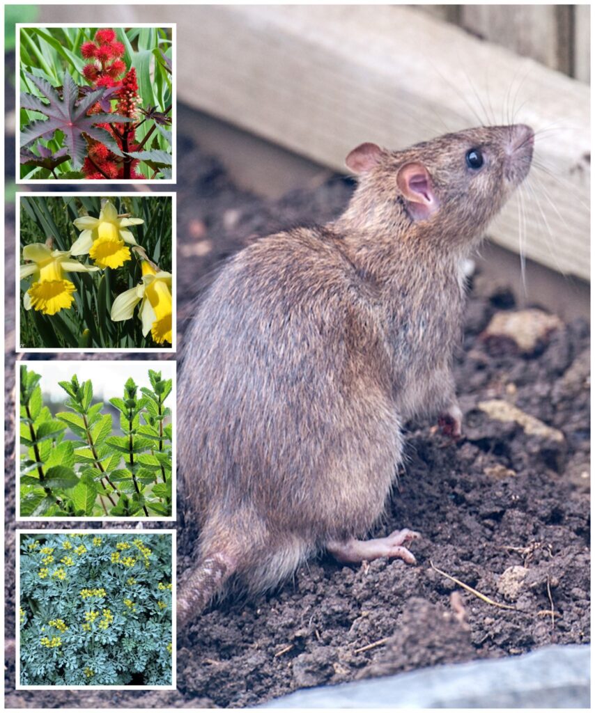 Get rid of rats from your house with plants: A natural and ecological solution