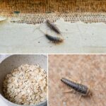Tips to remove the “silverfish” from our box forever