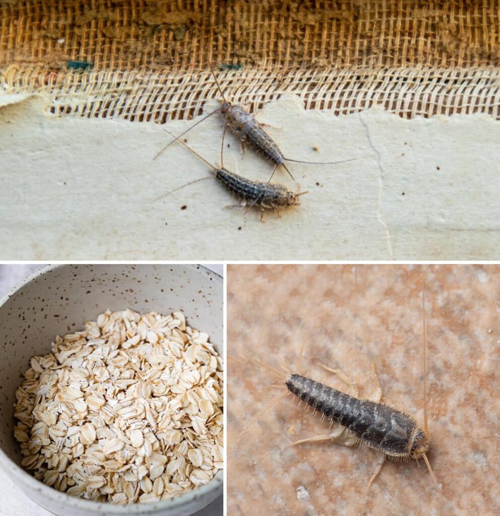 Tips to remove the “silverfish” from our box forever