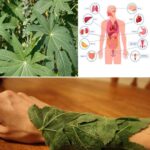 This plant is a true treasure for the human body, but most people are still unaware of its benefits…