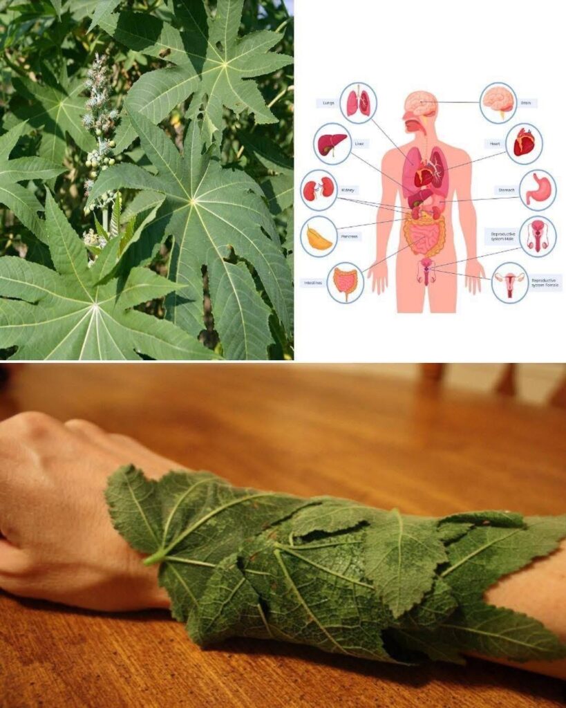 This plant is a true treasure for the human body, but most people are still unaware of its benefits…