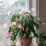 How to Grow, Propagate, and Bloom a Christmas Cactus Year-Round