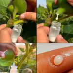 16 Surprising Benefits of Fig Sap: The Natural Remedy You’ve Been Overlooking