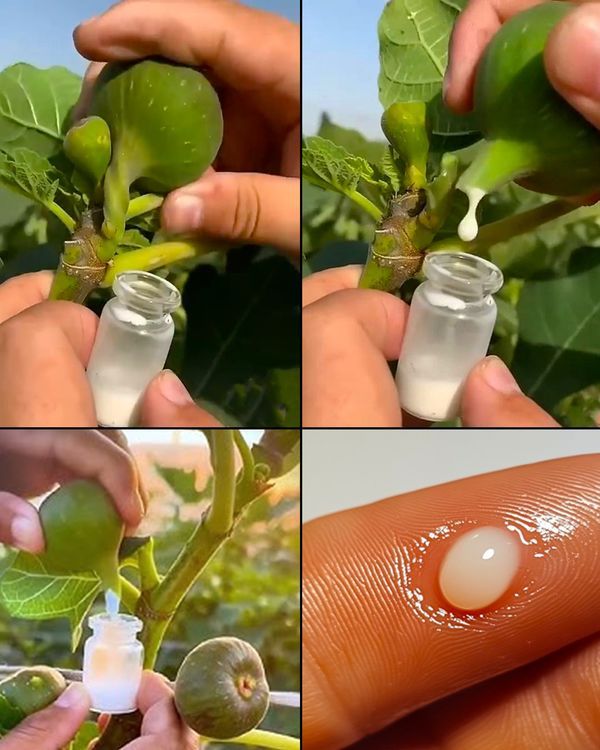 16 Surprising Benefits of Fig Sap: The Natural Remedy You’ve Been Overlooking