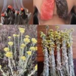 The benefits of the highland flower (also known as “Shepherd’s flower”) against smoking
