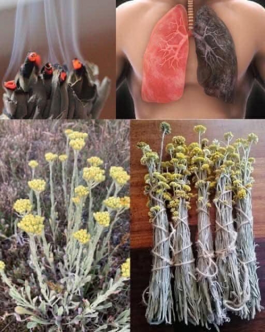 The benefits of the highland flower (also known as “Shepherd’s flower”) against smoking