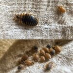 Effective Ways to Quickly Eliminate Bed Bugs, Cockroaches, and Fruit Flies