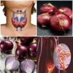 The Incredible Health Benefits of Onions (Allium cepa) for Your Bladder and Prostate