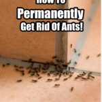 Get rid of ants in no time with natural, pesticide-free tips!