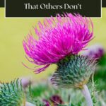 Bull Thistle (Cirsium vulgare): A Wild Plant with Surprising Benefits