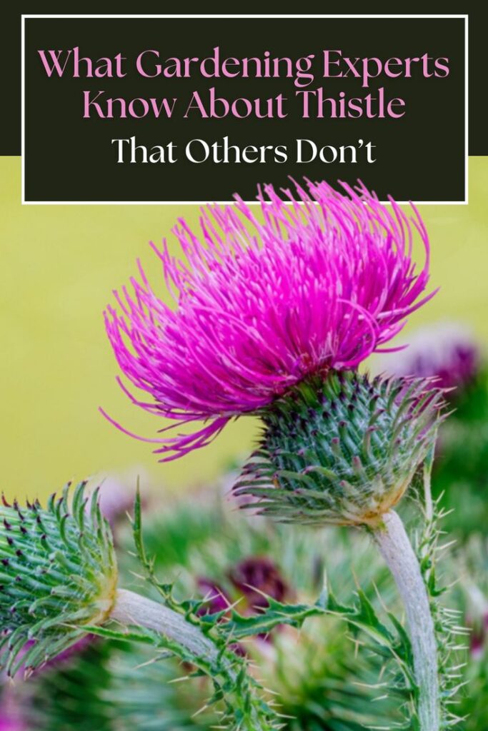 Bull Thistle (Cirsium vulgare): A Wild Plant with Surprising Benefits