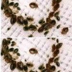 An old but still effective method to eliminate bed bugs.