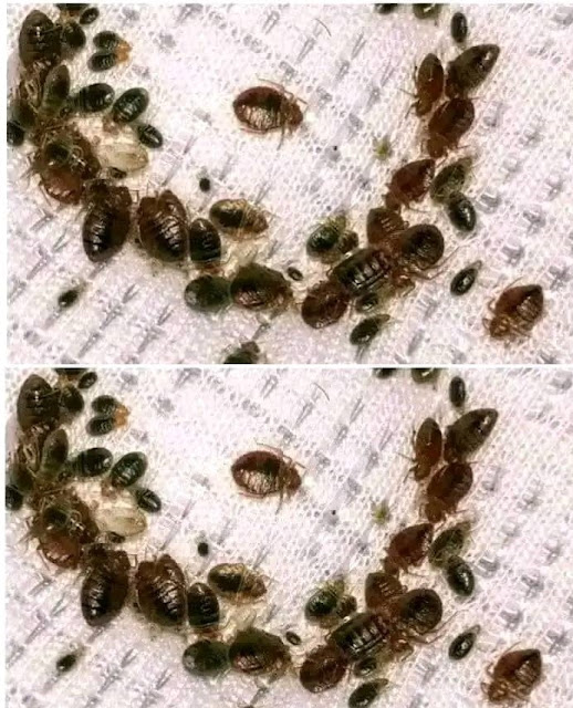 An old but still effective method to eliminate bed bugs.