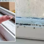 Home Hacks: Magic Tricks to Eliminate Condensation and Moisture from Your Home