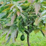 Avocado Leaves Unveiled: A Surprising Secret for Digestive Relief