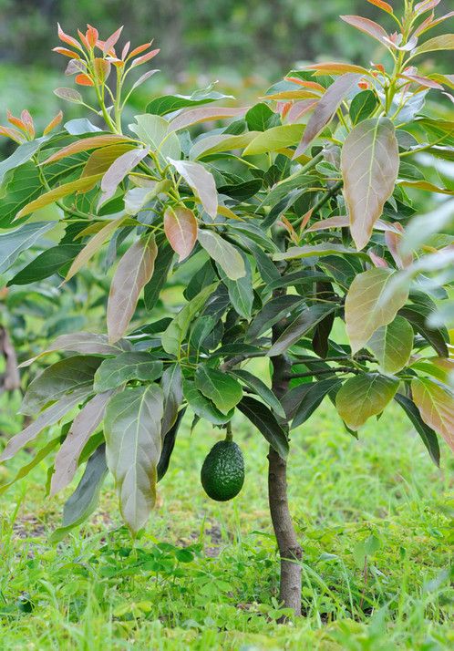 Avocado Leaves Unveiled: A Surprising Secret for Digestive Relief