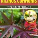 Everything You Need to Know About the Healing Properties of Castor Leaves