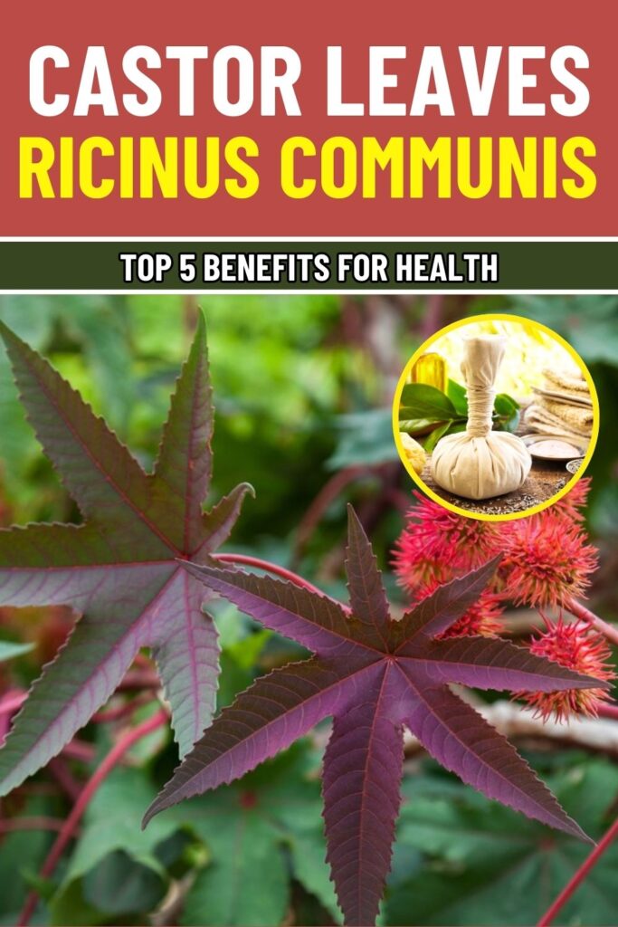 Everything You Need to Know About the Healing Properties of Castor Leaves