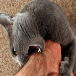 Why does your cat bite? Find out the causes and learn how to deal with it.